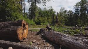 Trusted Garnet, CA Tree Removal and Landscaping Services Experts